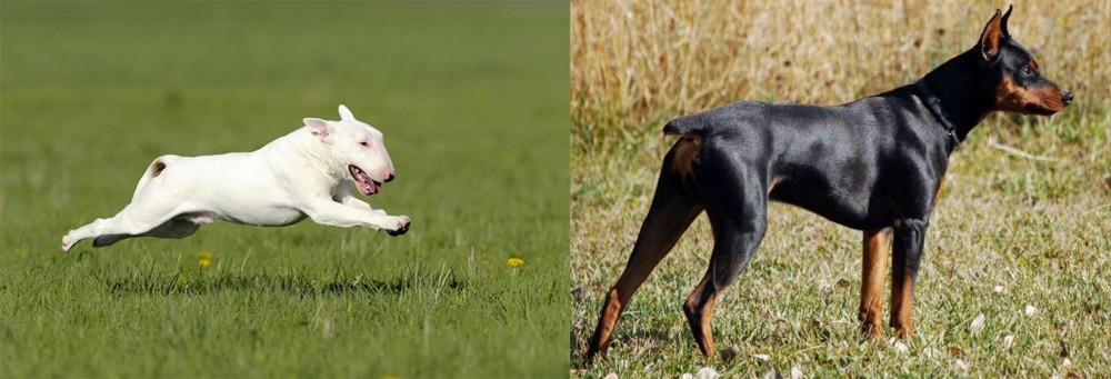 German Pinscher vs Bull Terrier - Breed Comparison