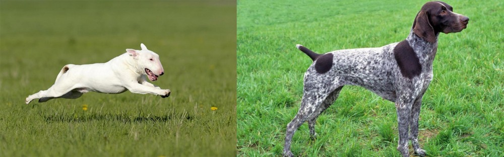 German Shorthaired Pointer vs Bull Terrier - Breed Comparison