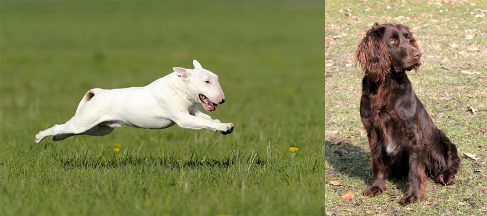 German Spaniel vs Bull Terrier - Breed Comparison