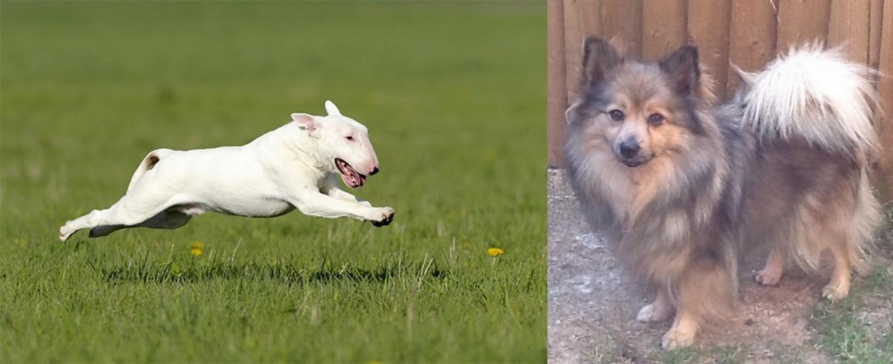 German Spitz (Mittel) vs Bull Terrier - Breed Comparison