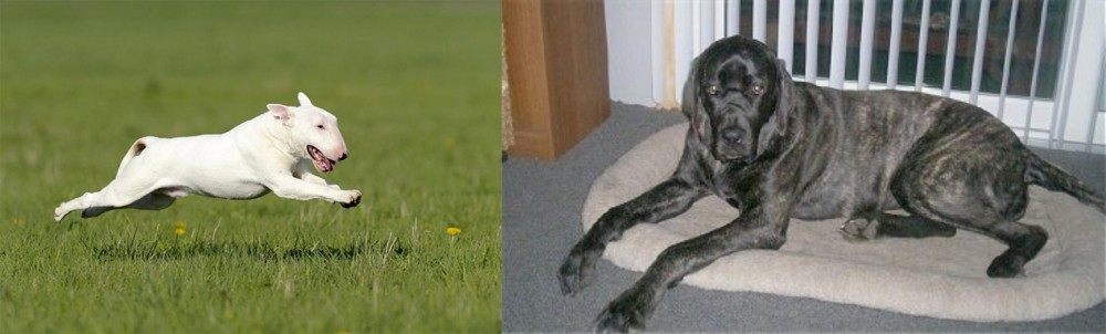 Giant Maso Mastiff vs Bull Terrier - Breed Comparison