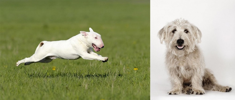Glen of Imaal Terrier vs Bull Terrier - Breed Comparison