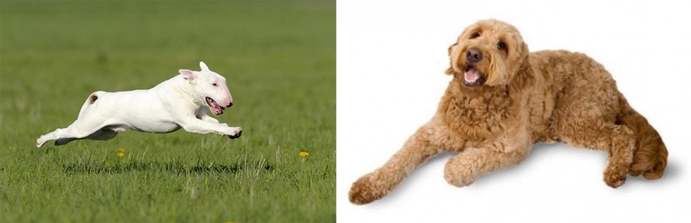 Golden Doodle vs Bull Terrier - Breed Comparison