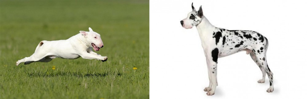 Great Dane vs Bull Terrier - Breed Comparison
