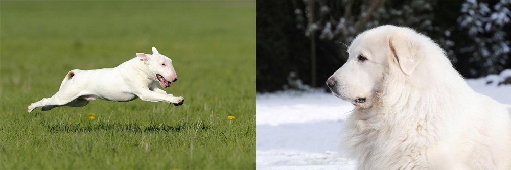 Great Pyrenees vs Bull Terrier - Breed Comparison
