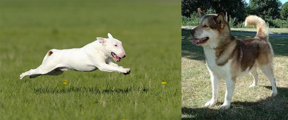 Greenland Dog vs Bull Terrier - Breed Comparison