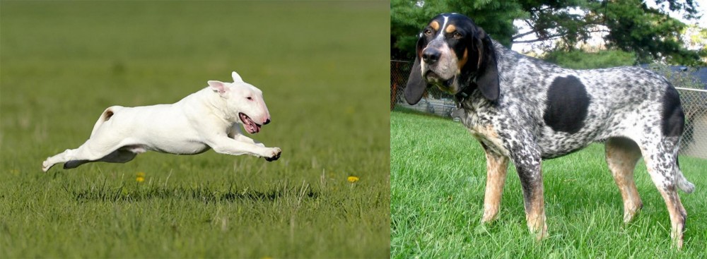 Griffon Bleu de Gascogne vs Bull Terrier - Breed Comparison