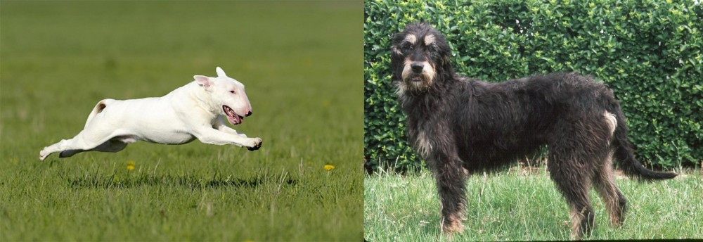 Griffon Nivernais vs Bull Terrier - Breed Comparison