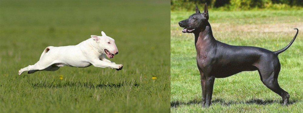 Hairless Khala vs Bull Terrier - Breed Comparison
