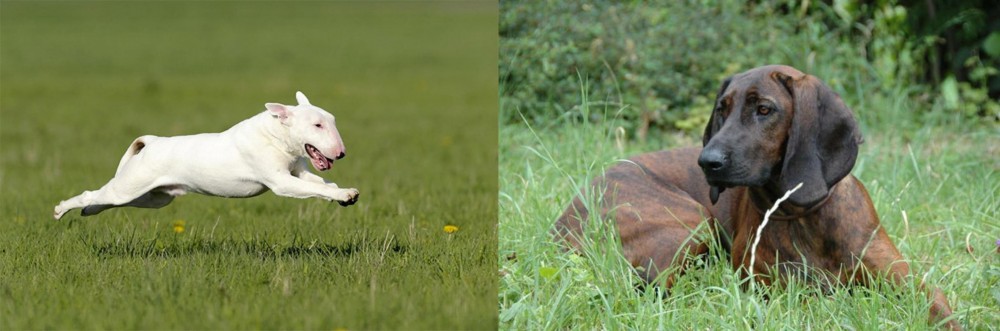 Hanover Hound vs Bull Terrier - Breed Comparison