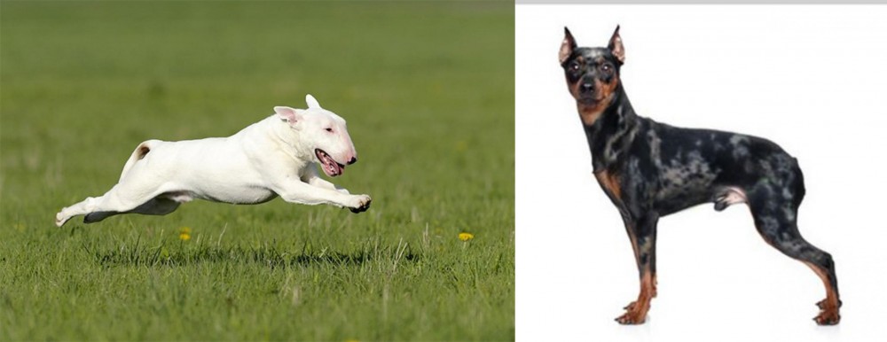 Harlequin Pinscher vs Bull Terrier - Breed Comparison