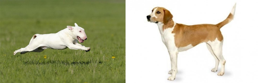 Harrier vs Bull Terrier - Breed Comparison