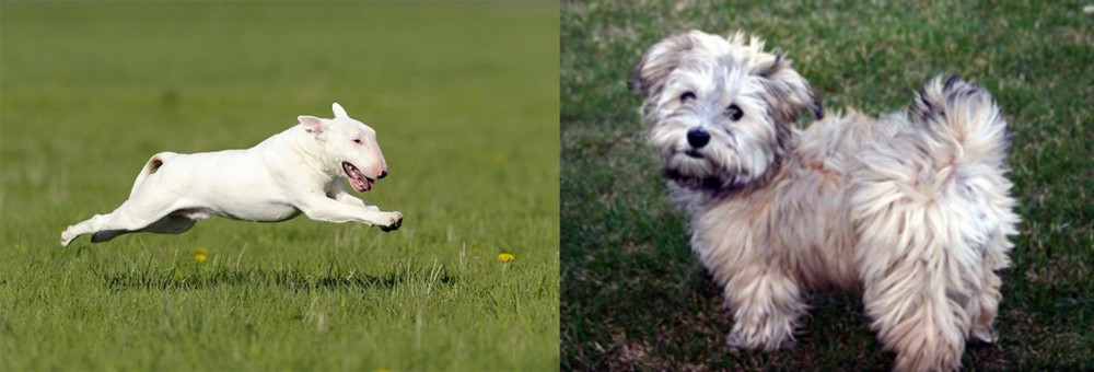 Havapoo vs Bull Terrier - Breed Comparison
