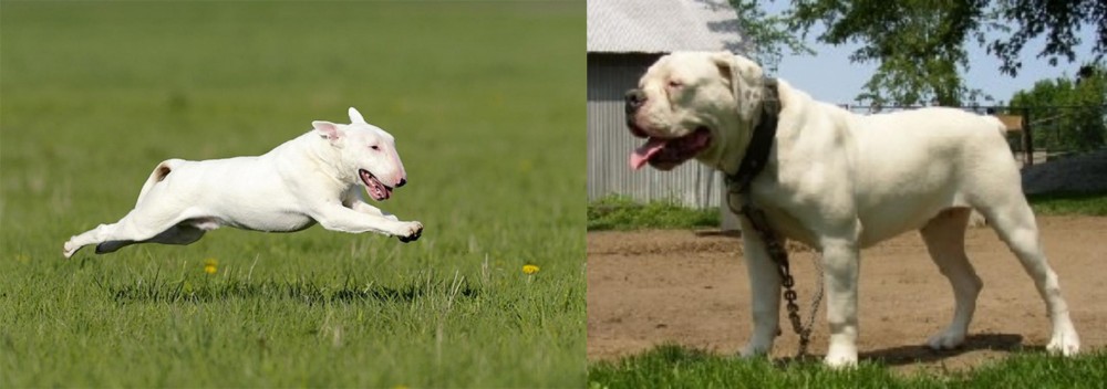 Hermes Bulldogge vs Bull Terrier - Breed Comparison