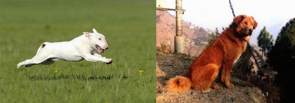 Himalayan Sheepdog vs Bull Terrier - Breed Comparison