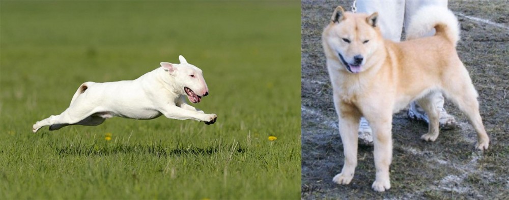 Hokkaido vs Bull Terrier - Breed Comparison