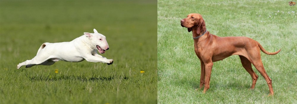 Hungarian Vizsla vs Bull Terrier - Breed Comparison