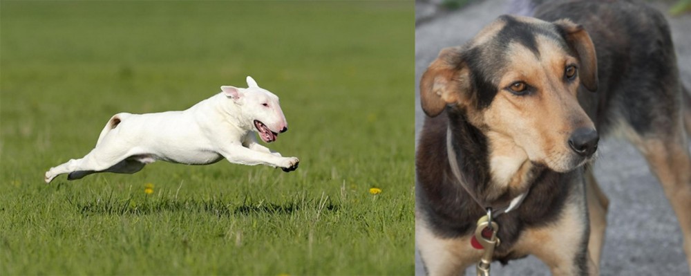Huntaway vs Bull Terrier - Breed Comparison