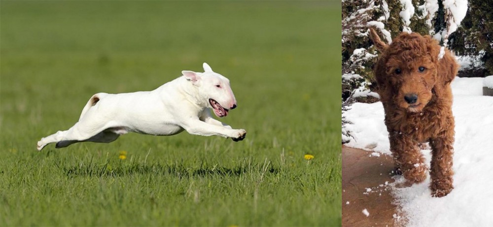 Irish Doodles vs Bull Terrier - Breed Comparison
