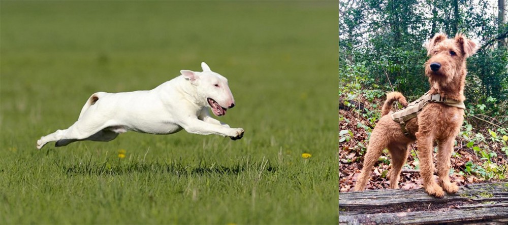 Irish Terrier vs Bull Terrier - Breed Comparison