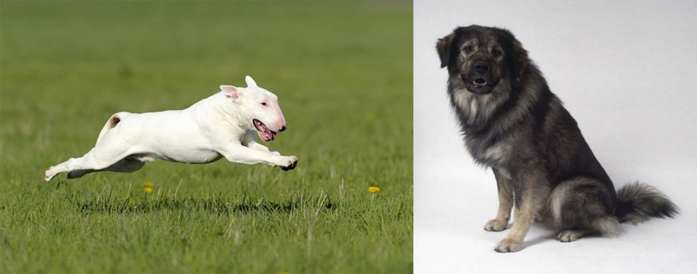 Istrian Sheepdog vs Bull Terrier - Breed Comparison