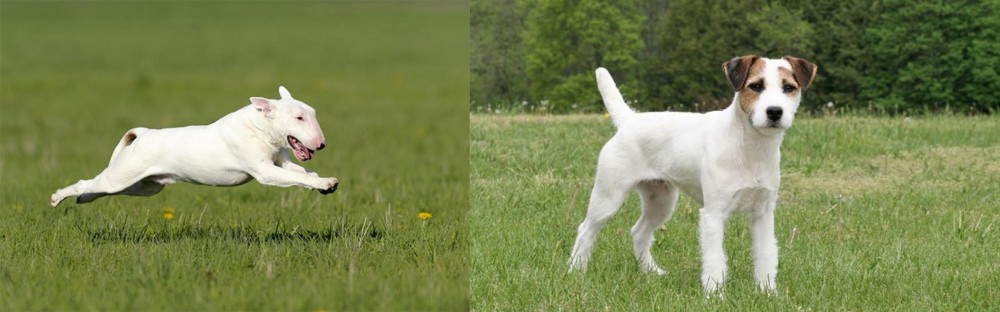 Jack Russell Terrier vs Bull Terrier - Breed Comparison
