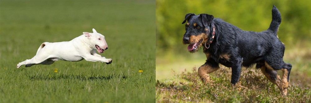 Jagdterrier vs Bull Terrier - Breed Comparison