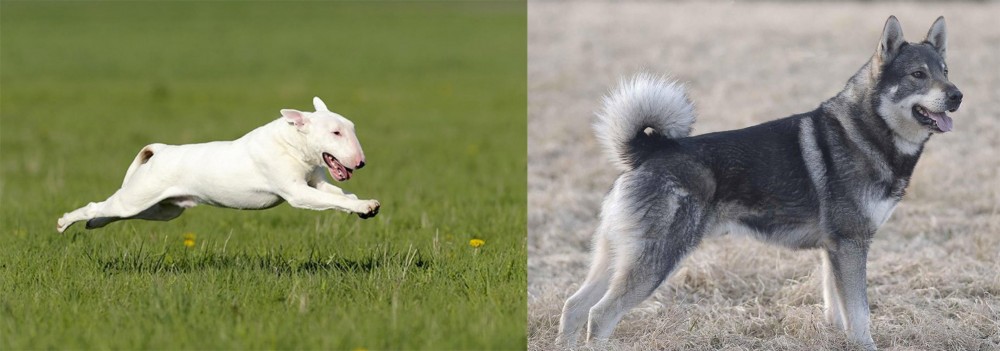 Jamthund vs Bull Terrier - Breed Comparison
