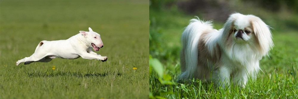 Japanese Chin vs Bull Terrier - Breed Comparison