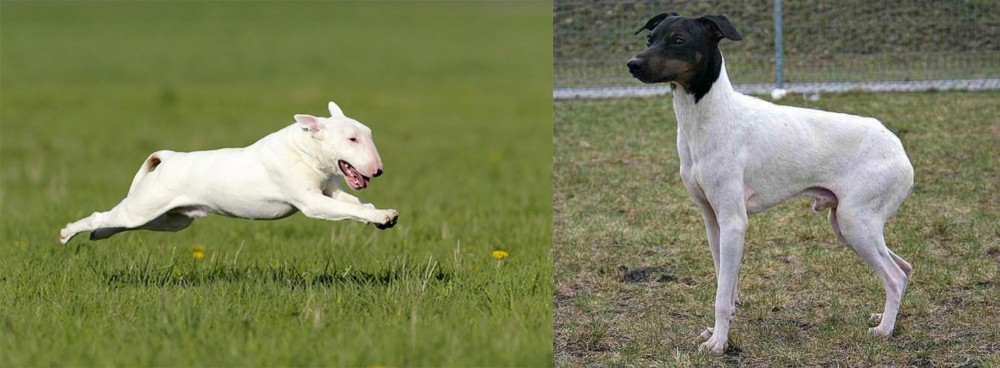Japanese Terrier vs Bull Terrier - Breed Comparison
