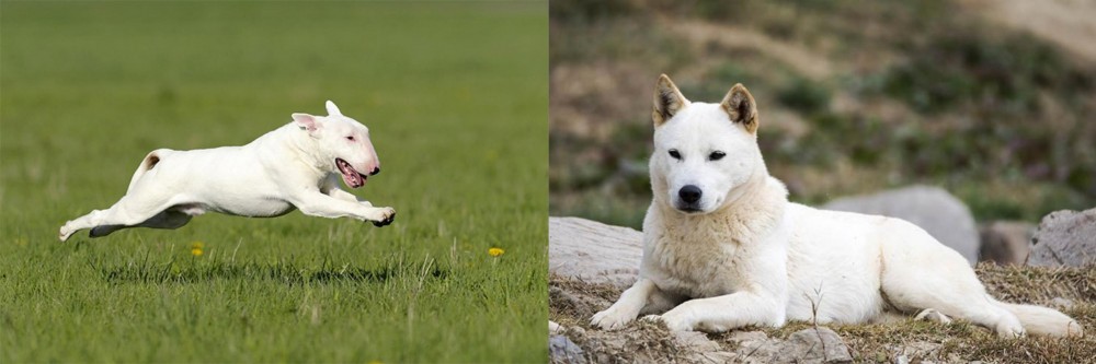 Jindo vs Bull Terrier - Breed Comparison