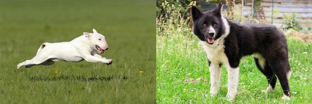Karelian Bear Dog vs Bull Terrier - Breed Comparison