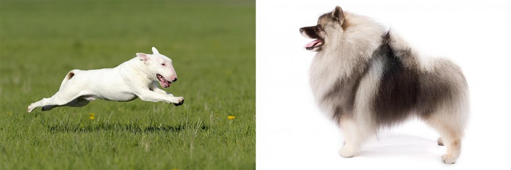 Keeshond vs Bull Terrier - Breed Comparison