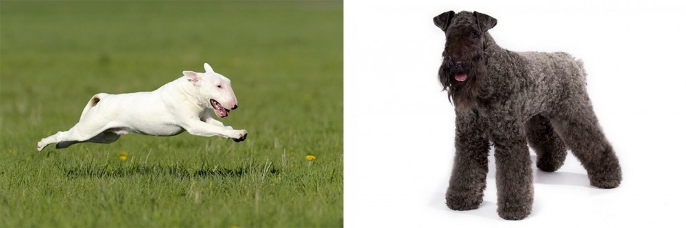 Kerry Blue Terrier vs Bull Terrier - Breed Comparison