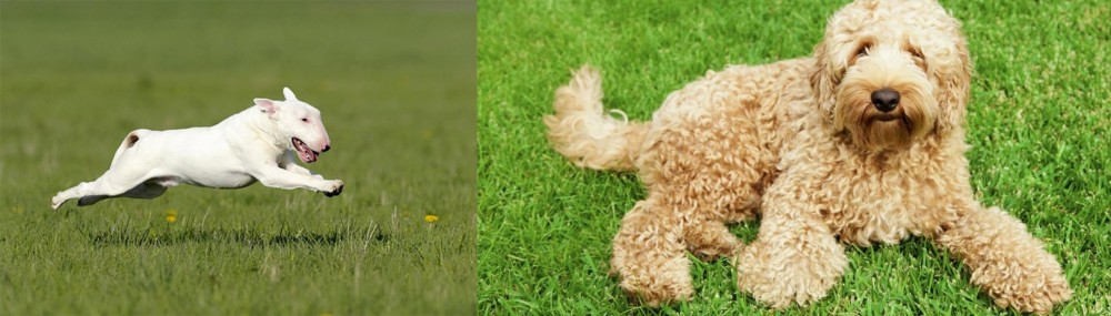 Labradoodle vs Bull Terrier - Breed Comparison