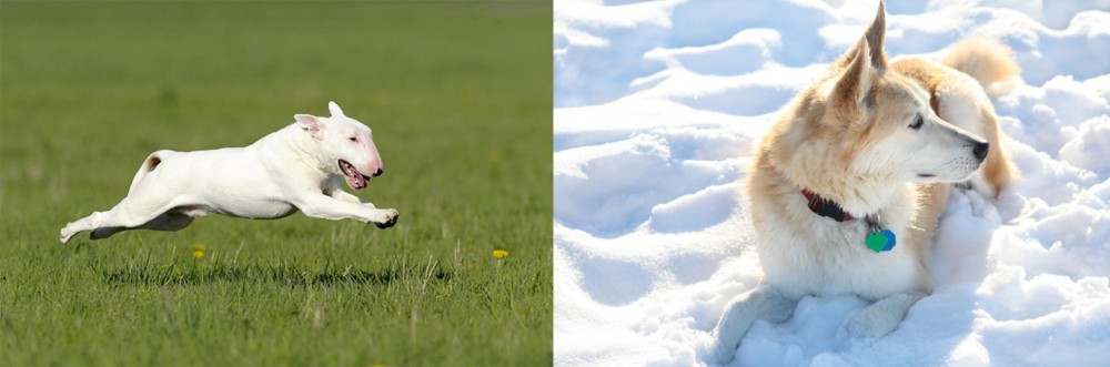 Labrador Husky vs Bull Terrier - Breed Comparison