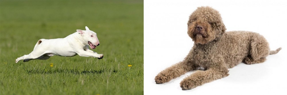 Lagotto Romagnolo vs Bull Terrier - Breed Comparison