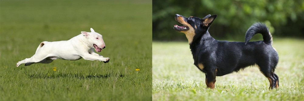 Lancashire Heeler vs Bull Terrier - Breed Comparison