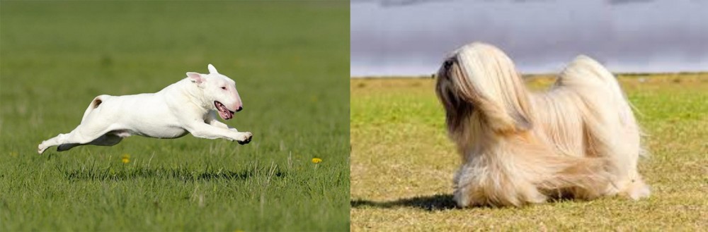 Lhasa Apso vs Bull Terrier - Breed Comparison