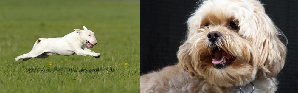 Lhasapoo vs Bull Terrier - Breed Comparison