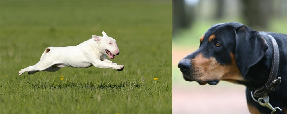 Lithuanian Hound vs Bull Terrier - Breed Comparison