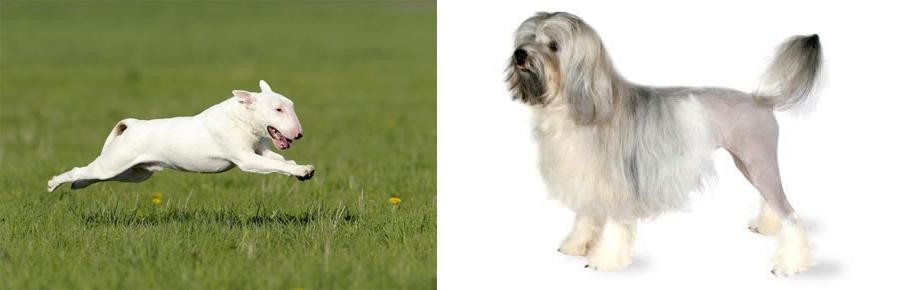 Lowchen vs Bull Terrier - Breed Comparison
