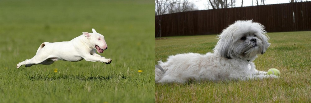 Mal-Shi vs Bull Terrier - Breed Comparison