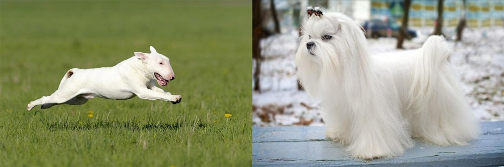 Maltese vs Bull Terrier - Breed Comparison