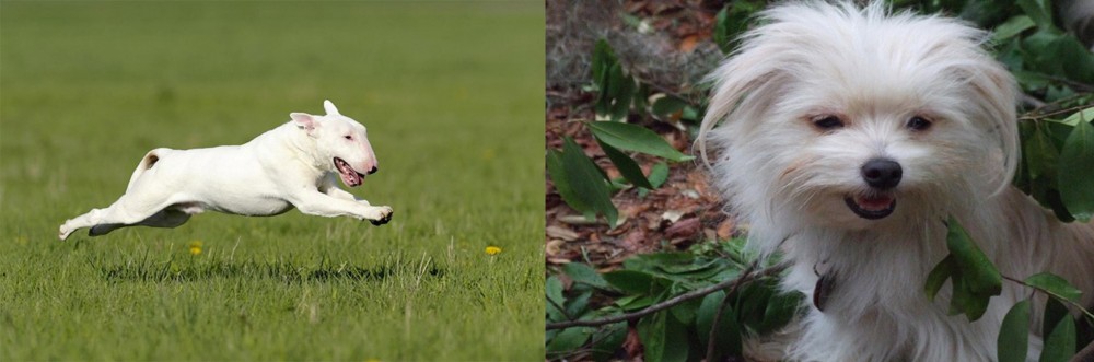 Malti-Pom vs Bull Terrier - Breed Comparison