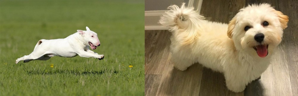 Maltipoo vs Bull Terrier - Breed Comparison