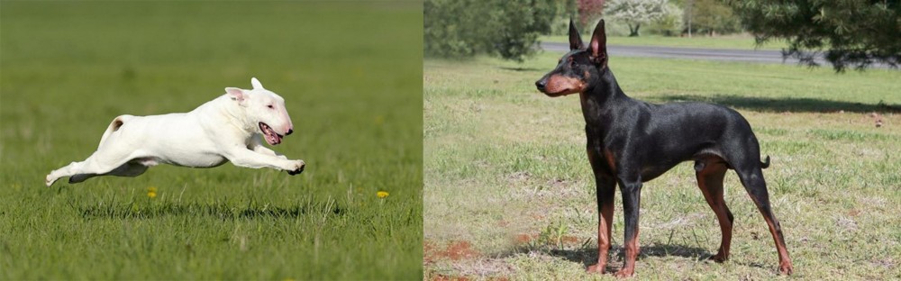 Manchester Terrier vs Bull Terrier - Breed Comparison