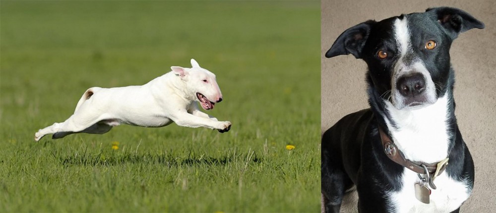 McNab vs Bull Terrier - Breed Comparison