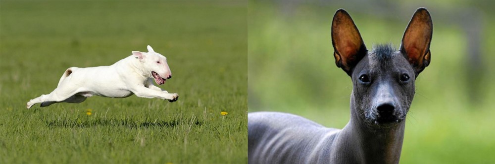 Mexican Hairless vs Bull Terrier - Breed Comparison