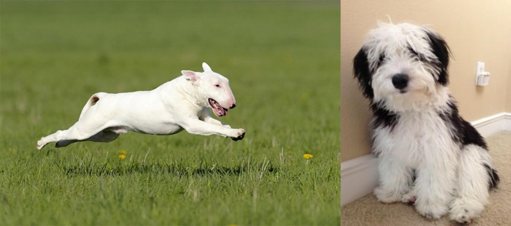Mini Sheepadoodles vs Bull Terrier - Breed Comparison